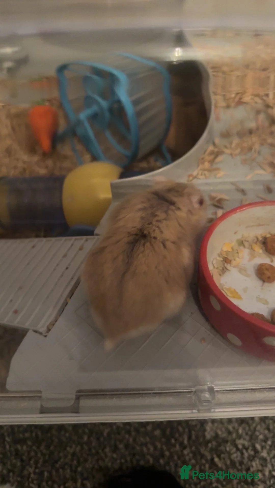 Hamster rodents for sale: Lovley friendly hamster  in Crook - Advert 4