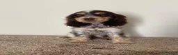 Cocker Spaniel dogs for sale: Kc registered show type spaniels  - Advert 5