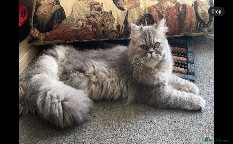 Persian cats - Advert 12