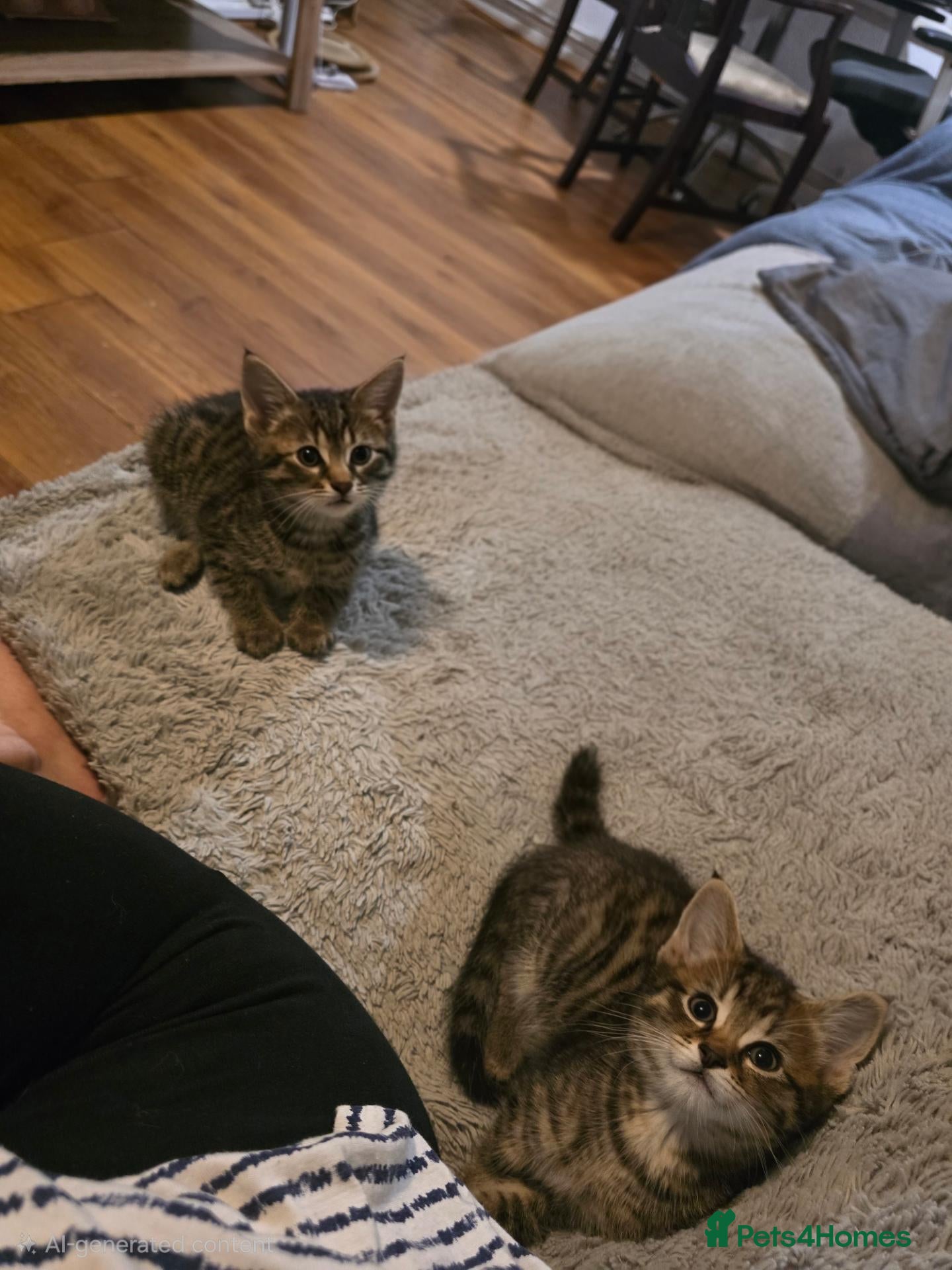 Mixed Breed cats Beautiful Mixed Ragdoll & Tabby Kittens for Sale - Advert 1