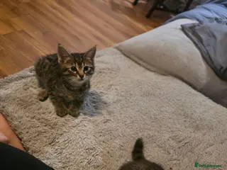 Mixed Breed cats Beautiful Mixed Ragdoll & Tabby Kittens for Sale - Advert 1