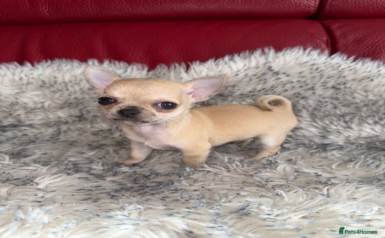 Chihuahua dogs - Advert 3