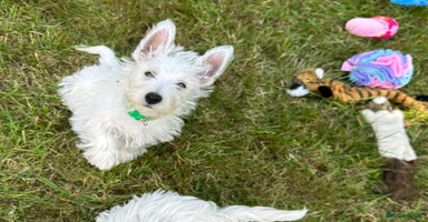 West Highland Terrier dogs - Advert 2