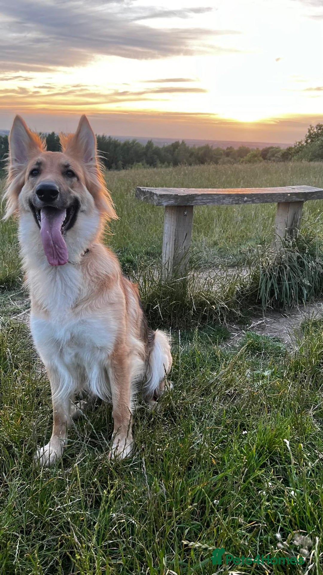 German Shepherd dogs for sale: German Shepherd's gorgeous puppies - Image 1