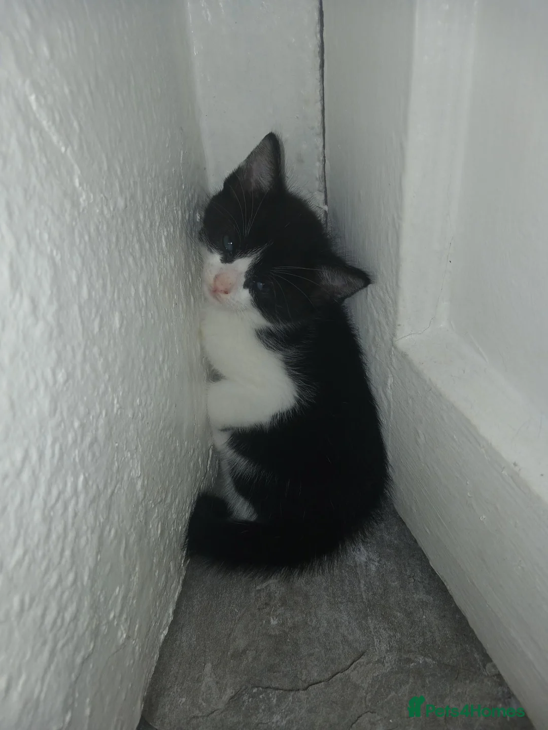 Bombay cats for sale: Kitten  in Gloucester - Advert 6