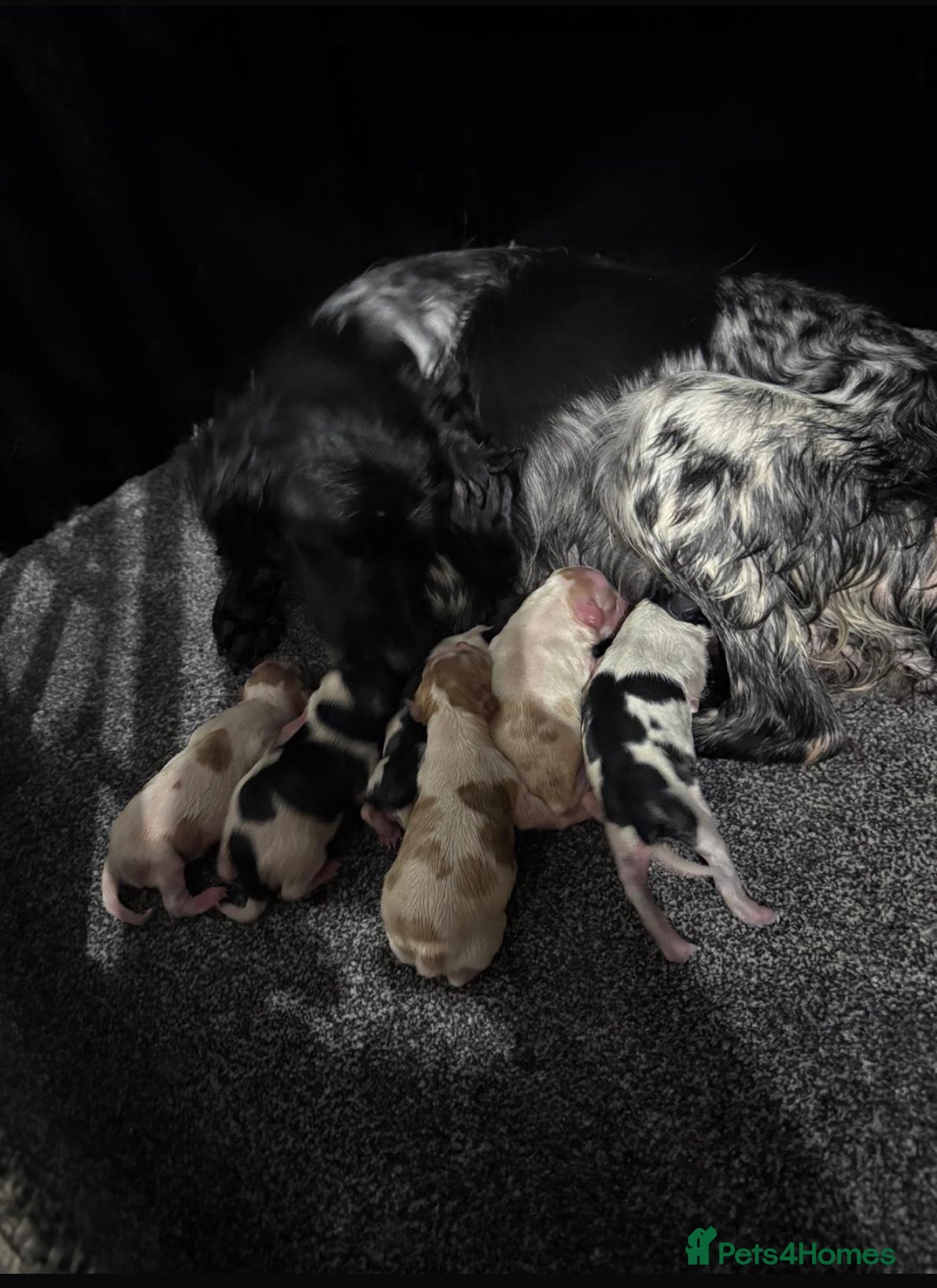 Brittany Spaniel dogs for sale: Britney spaniel  - Image 1