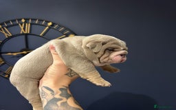 Mixed Breed dogs for sale: English bulldogs  - Advert 13