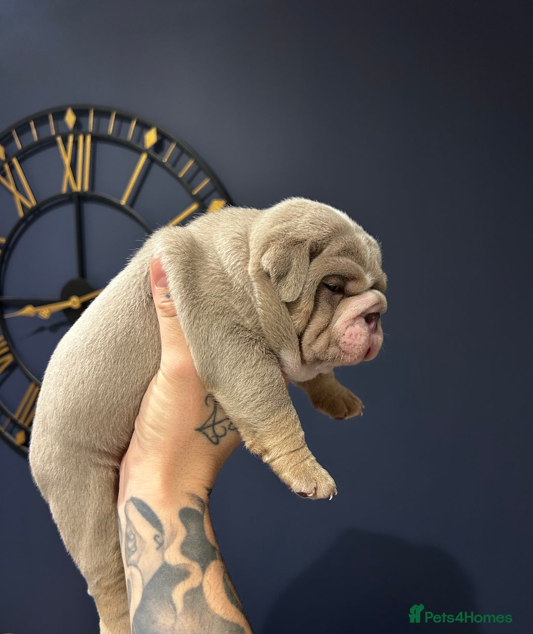 Mixed Breed dogs for sale: English bulldogs  - Advert 13