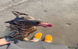 Mixed Breed dogs for sale: Belgian Malinois x Dutch Herder | 10 Month Old - Image 4