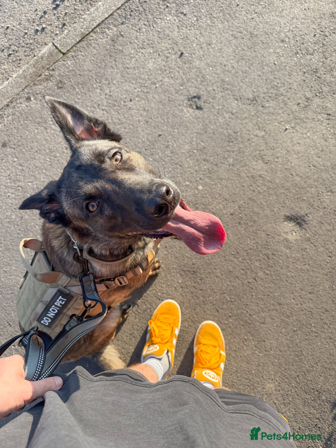 Mixed Breed dogs for sale: Belgian Malinois x Dutch Herder | 10 Month Old - Image 4