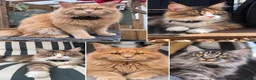 Maine Coon cats for sale: 🐾 FULLY REGISTERED PEDIGREE MAINE COON KITTENS 🐾 - Advert 5