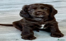 Cocker Spaniel dogs for sale: Beautiful Cocker Spaniel Pups - Image 12