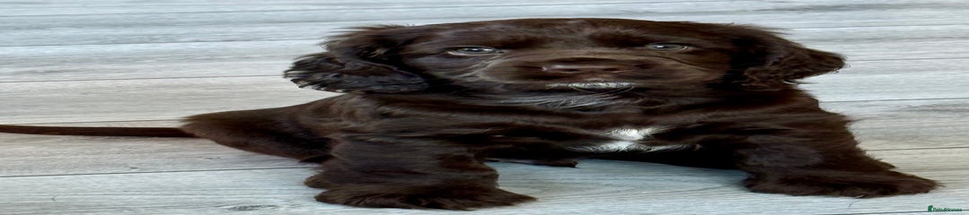 Cocker Spaniel Puppy 1