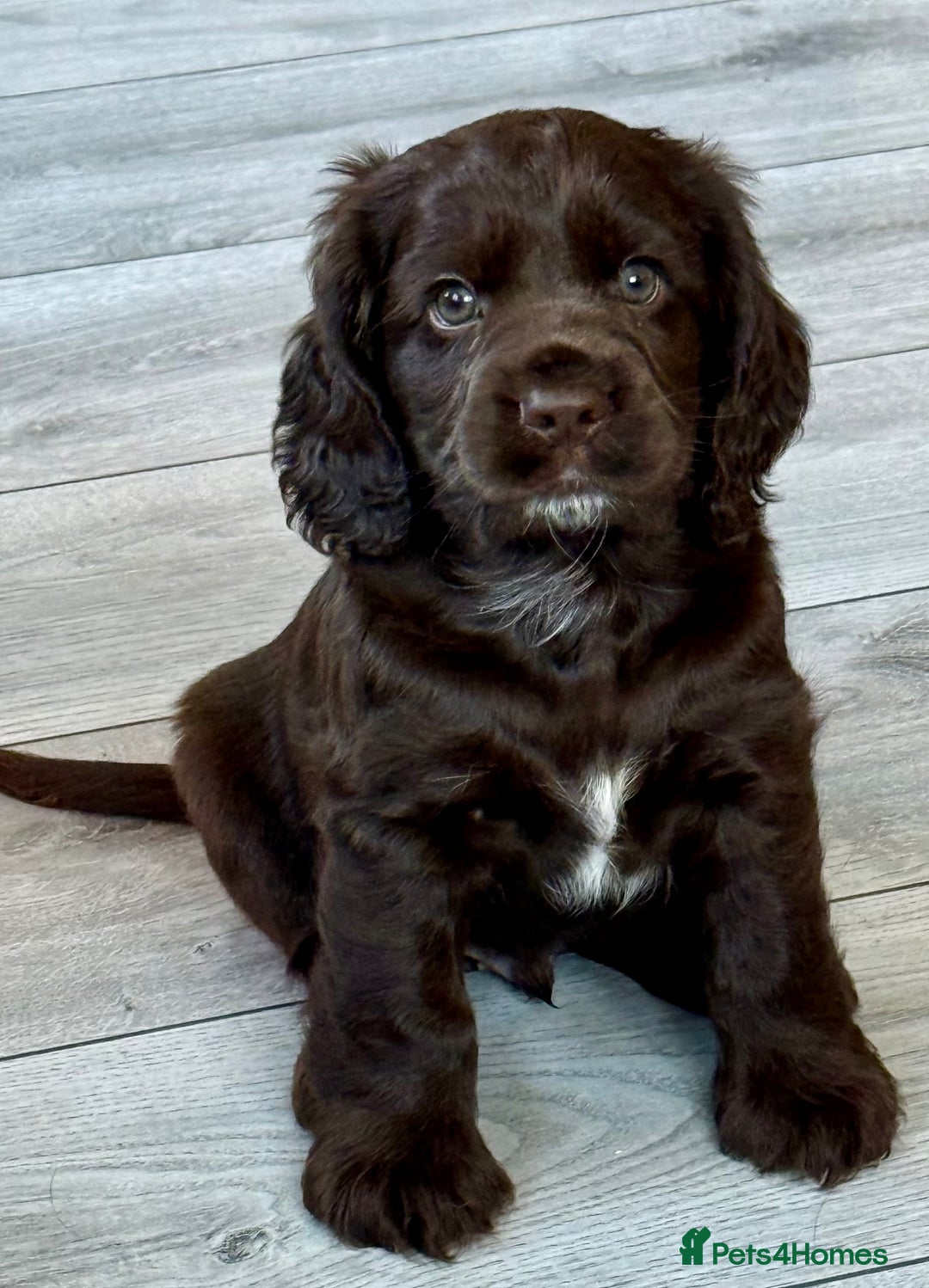 Cocker Spaniel dogs for sale: Beautiful Cocker Spaniel Pups - Image 12