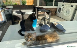 Mixed Breed cats for sale: Two girls and one boy kitten available - Image 5