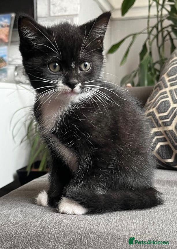 British Shorthair cats Kittens for sale - Advert 1