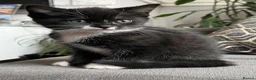 British Shorthair cats for sale: Kittens for sale - Advert 1