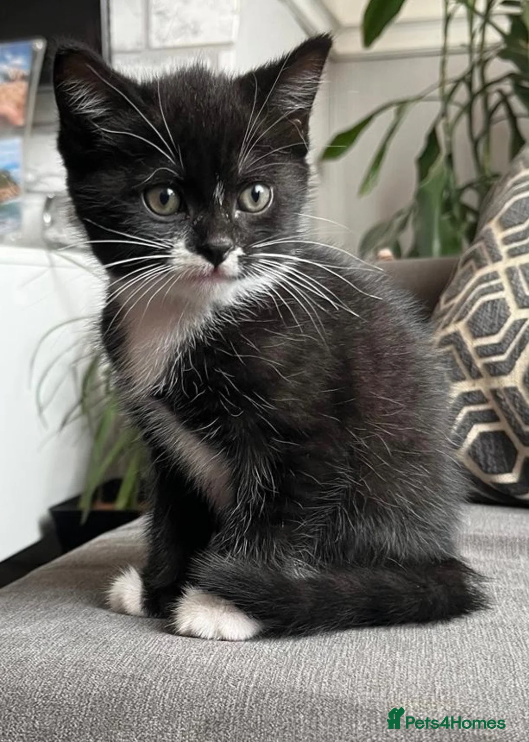 British Shorthair cats for sale: Kittens for sale - Advert 1