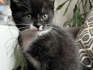 British Shorthair cats Kittens for sale - Advert 1