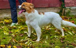 Border Collie dogs for adoption: Penny: The Puppy Left on the Roadside to Die - Image 7
