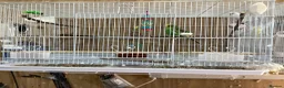 Budgerigars birds for sale: Pair of budgies - Advert 2
