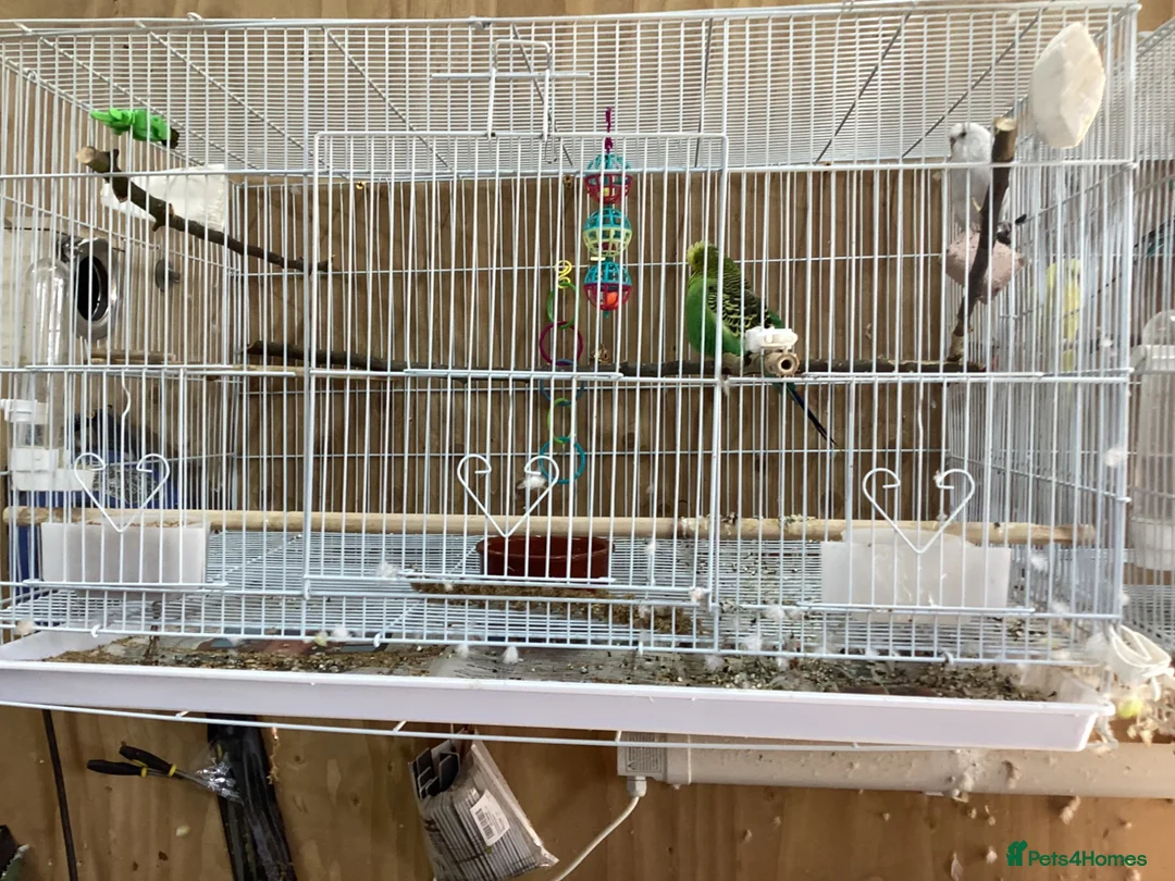 Budgerigars birds for sale: Pair of budgies - Advert 2