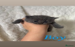 British Shorthair cats for sale: British shorthair kittens - Image 2