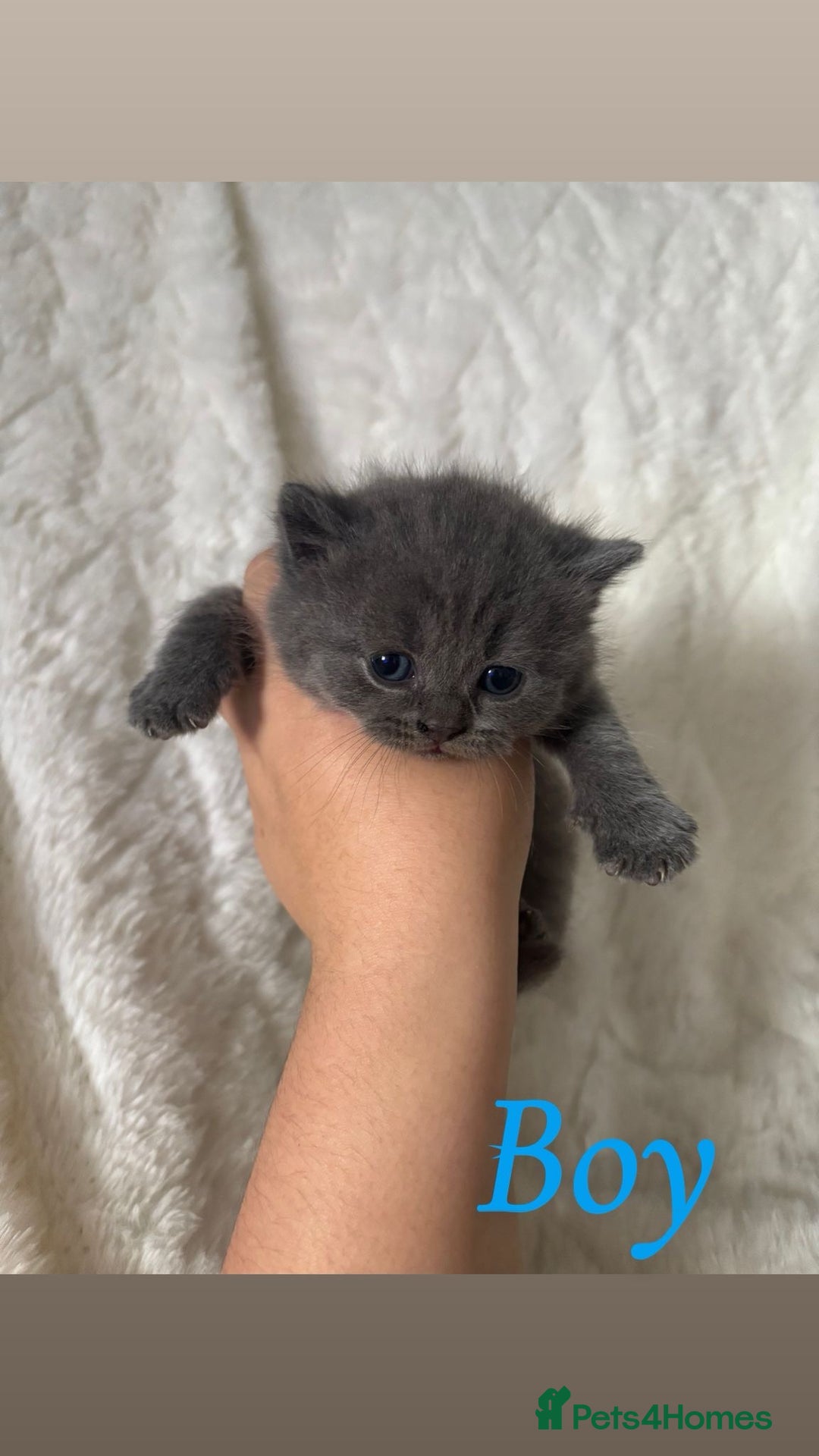 British Shorthair cats for sale: British shorthair kittens - Image 2