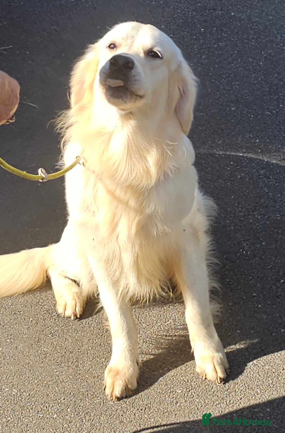 Golden Retriever dogs for stud: Extensively health tested show type kc reg in Bedford - Image 4