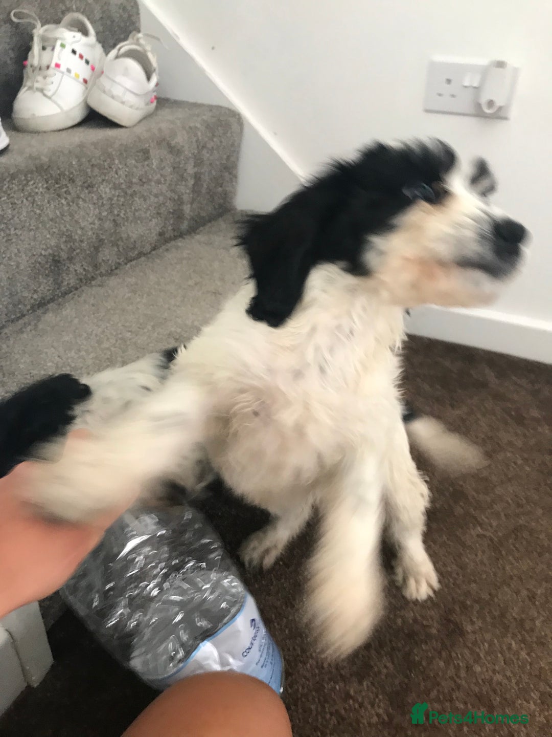 Sproodle dogs for sale: Sproodle - Image 13