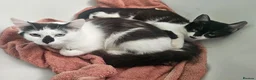 Mixed Breed cats for adoption: Two Cats for Indoor Adoption Together  - Advert 9