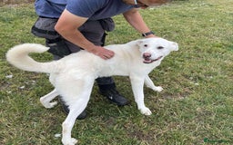 Mixed Breed dogs for adoption: DOUGIE - looking for an active guardian. - Image 17