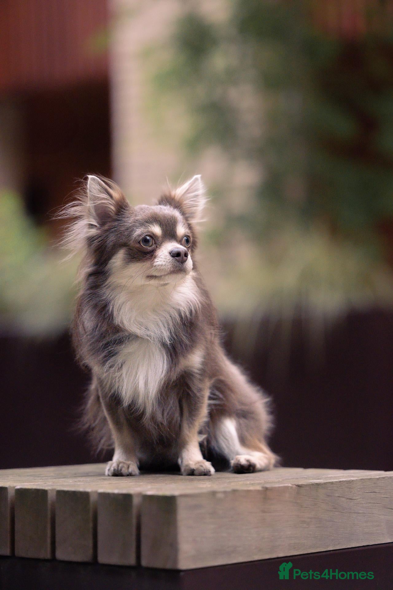 Chihuahua dogs 3 Year Old Chihuahua Long Coat - Advert 2