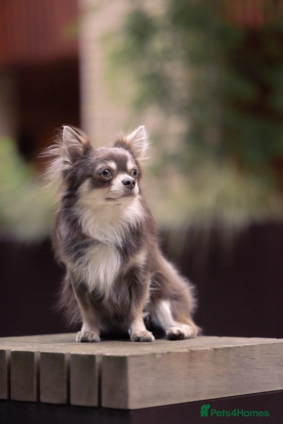 Chihuahua dogs for sale: 3 Year Old Chihuahua Long Coat - Advert 1
