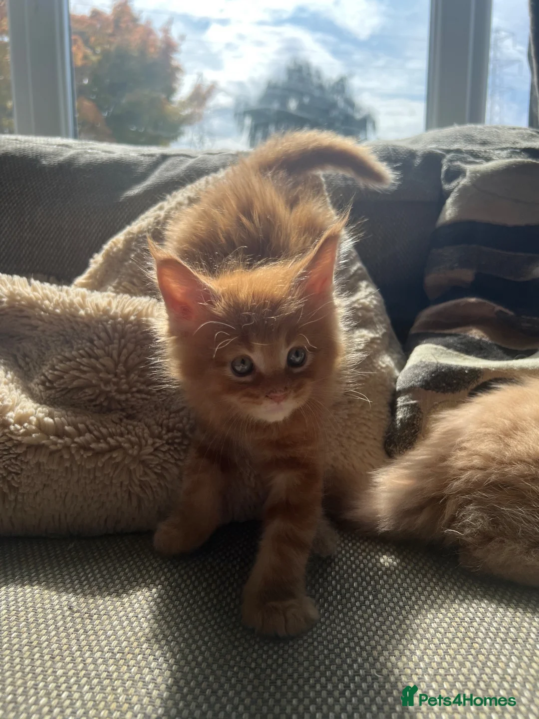 Maine Coon cats for sale: READY NOW!, mainecoon kittens - Advert 39