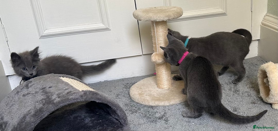Russian Blue cats for sale: Russian Blue Kittens  in Lanark - Image 9