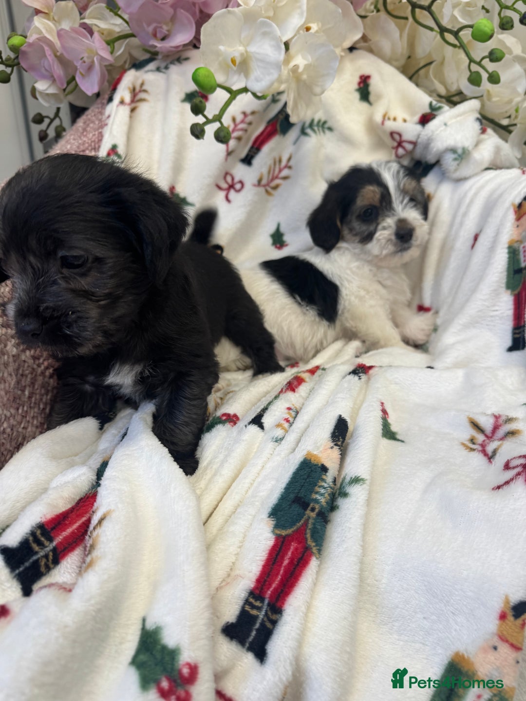 Jack Russell dogs for sale: Jack Russell  x Shitzu puppies  - Advert 3