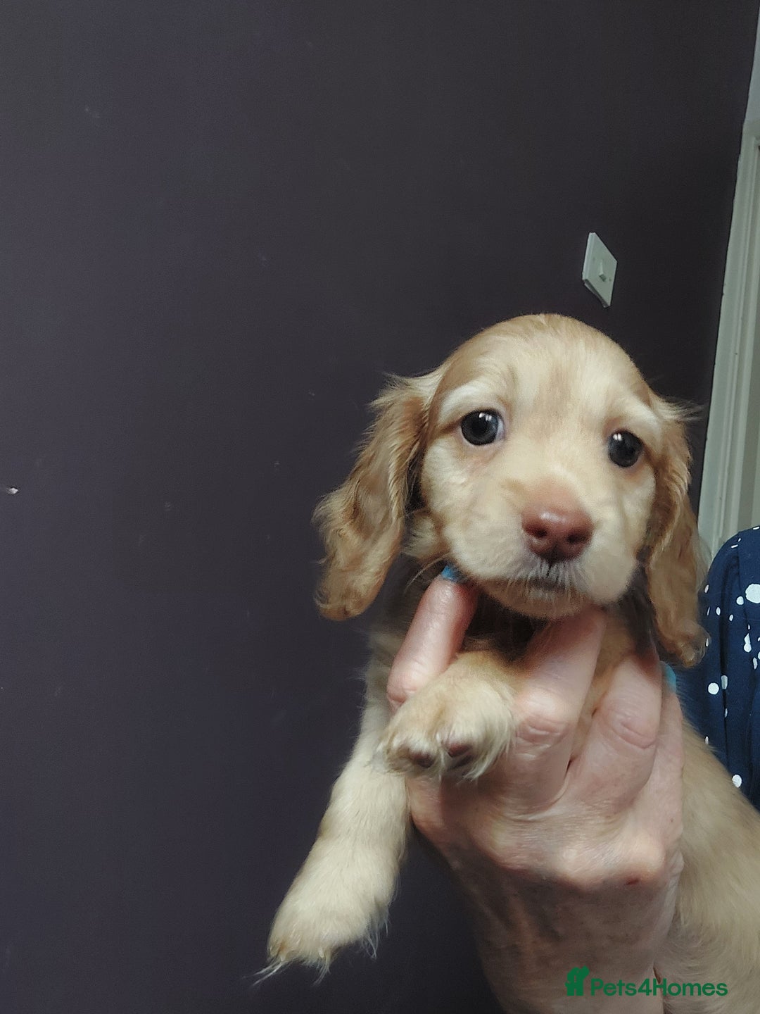 Miniature Dachshund dogs for sale: READY NOW BLACK & CREAM KC REG MINI L HAIRED DAXIS - Image 27