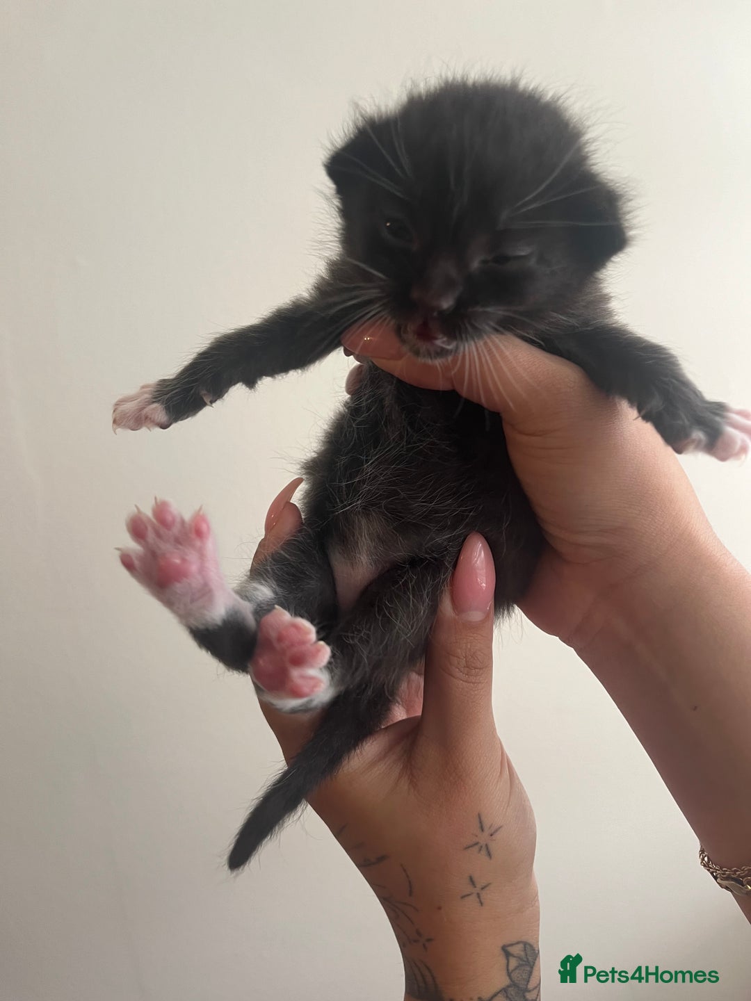 Domestic Shorthair cats for sale: Three domestic shorthair for sale  - Image 7