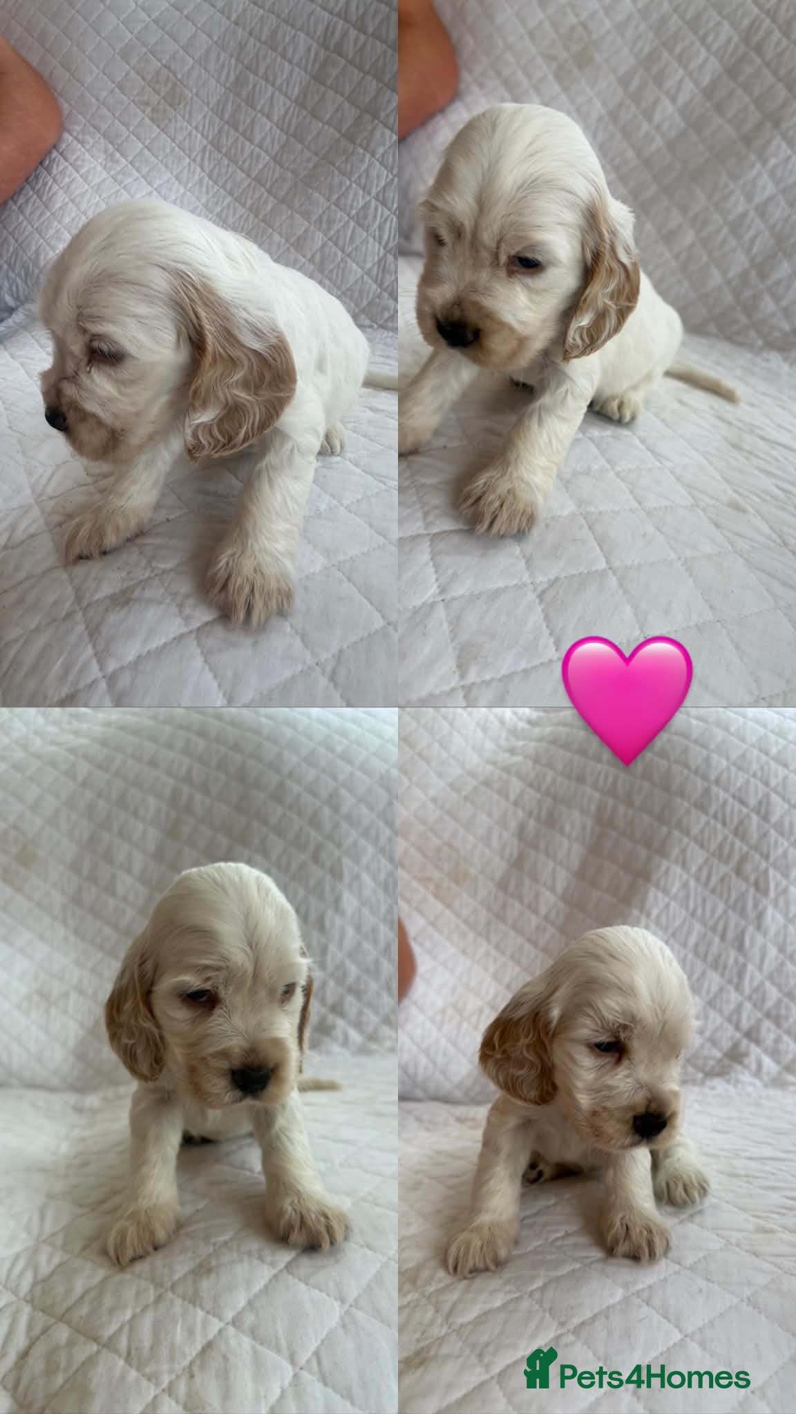 Cocker Spaniel dogs Show cocker spaniel puppies - Advert 2