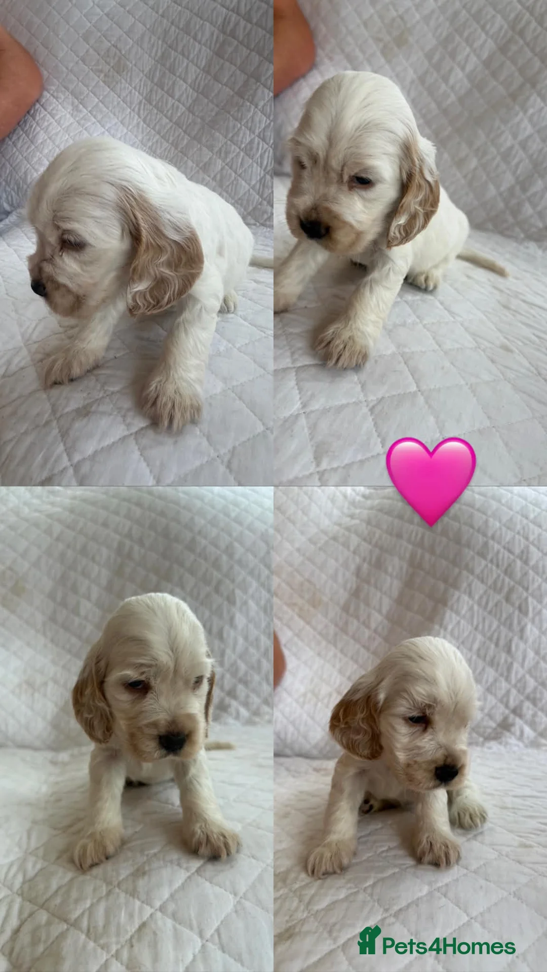 Cocker Spaniel dogs for sale: Show cocker spaniel puppies - Advert 2