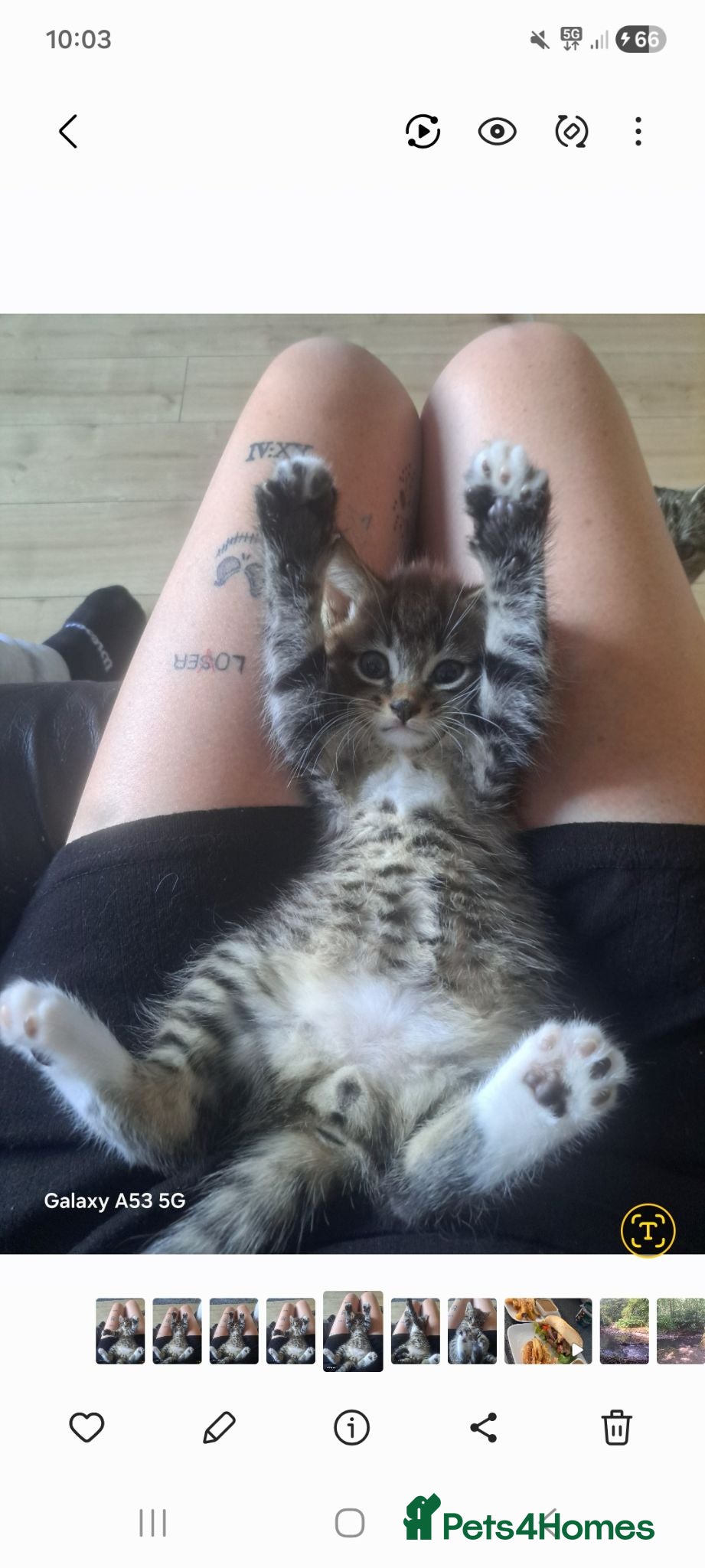 Mixed Breed cats 1 beautiful male kitten. - Advert 4