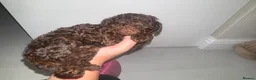 Miniature Poodle dogs for sale: Phantom, health tested & KC miniature poodle pups  - Advert 16