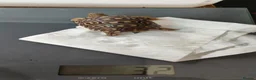 Tortoise reptiles for sale: Leopard spotted tortoises - Advert 5