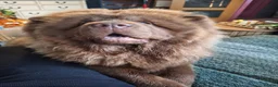 Chow Chow dogs for sale: Male Chow Chow looking for a new home - Advert 6
