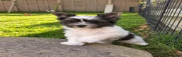 Yorkshire Terrier dogs for sale: Beautiful Biewer YorkieTerrier puppies Ready Soon  - Advert 15