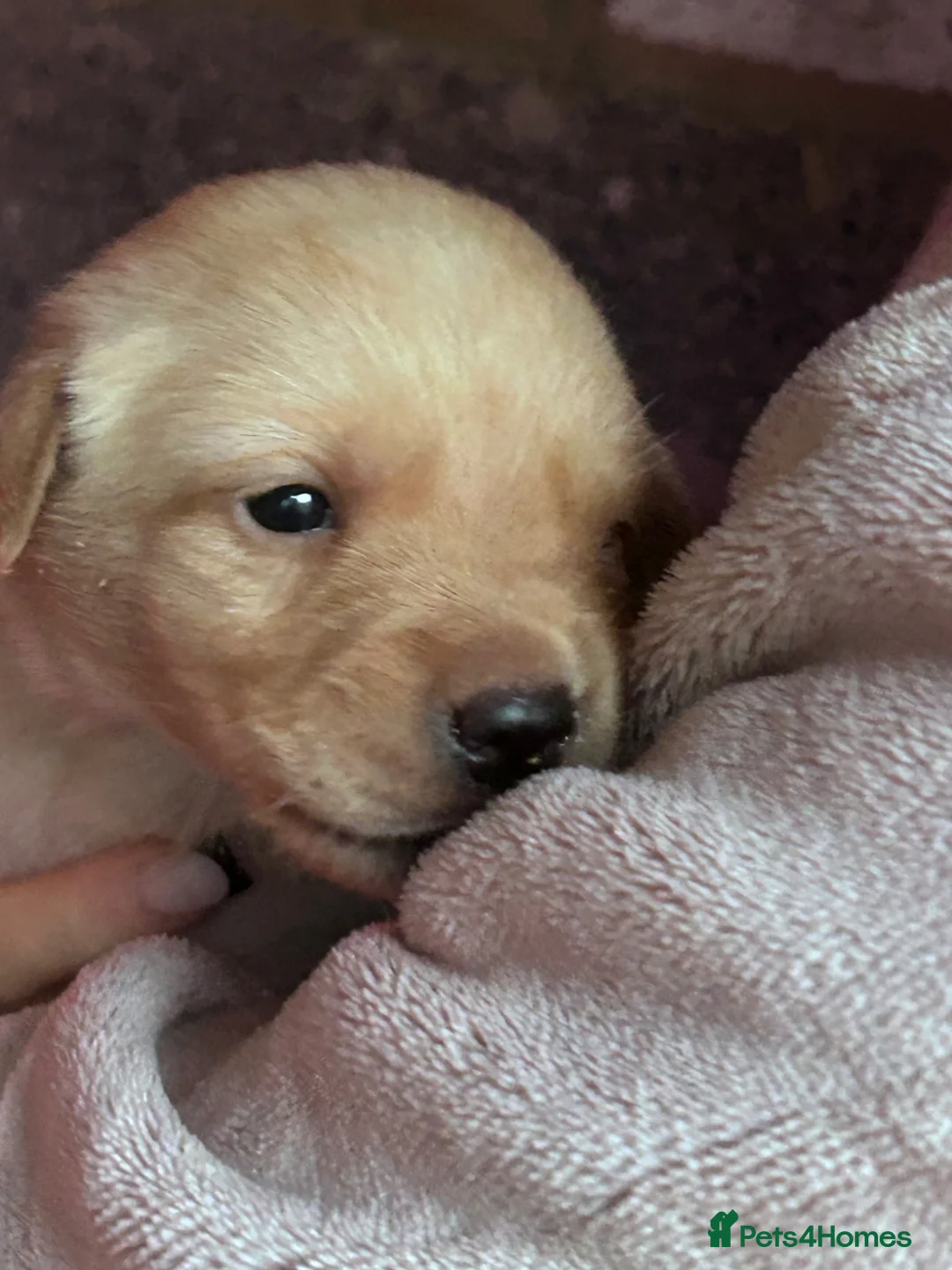 Labrador Retriever dogs for sale: Kc registered Labradors  - Advert 10