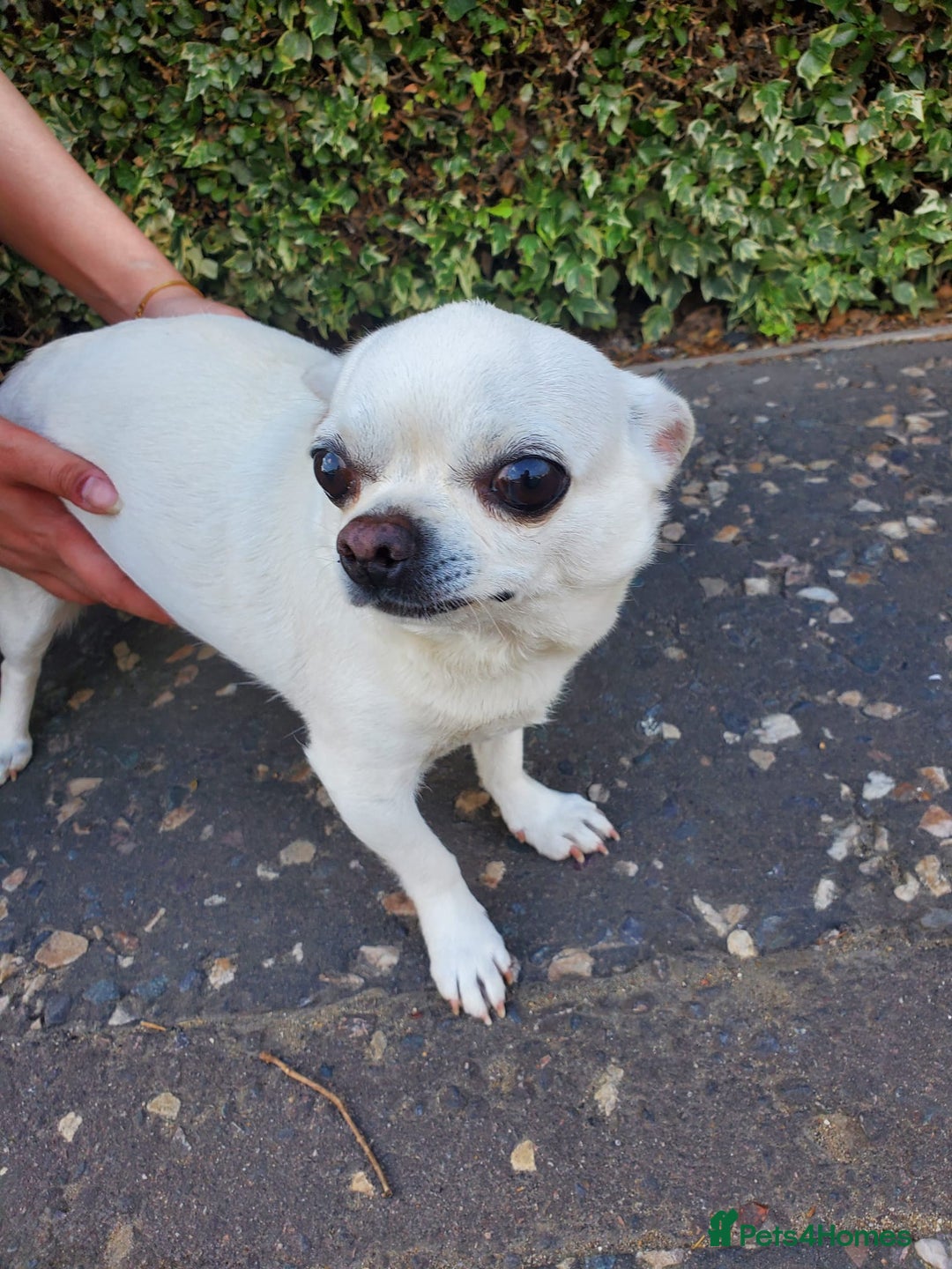 Chihuahua dogs for sale: Pedigree Chihuahua. 7 Years old & Vaccinated - Advert 7