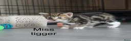 Domestic Shorthair cats for sale: 3 kittens for sale  in Tamworth - Advert 3