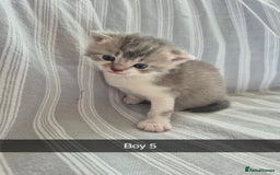 Mixed Breed cats for sale: 6 Short-Hair Kittens For Sale - Image 6